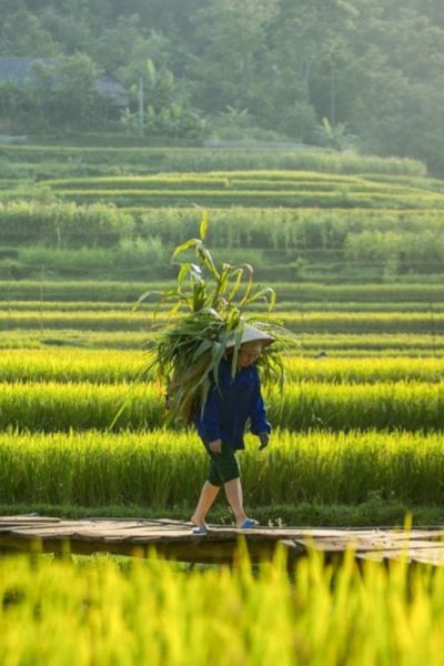 Mai Chau