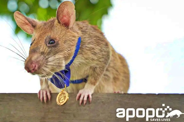 Topi sminatori, salvatori di vite