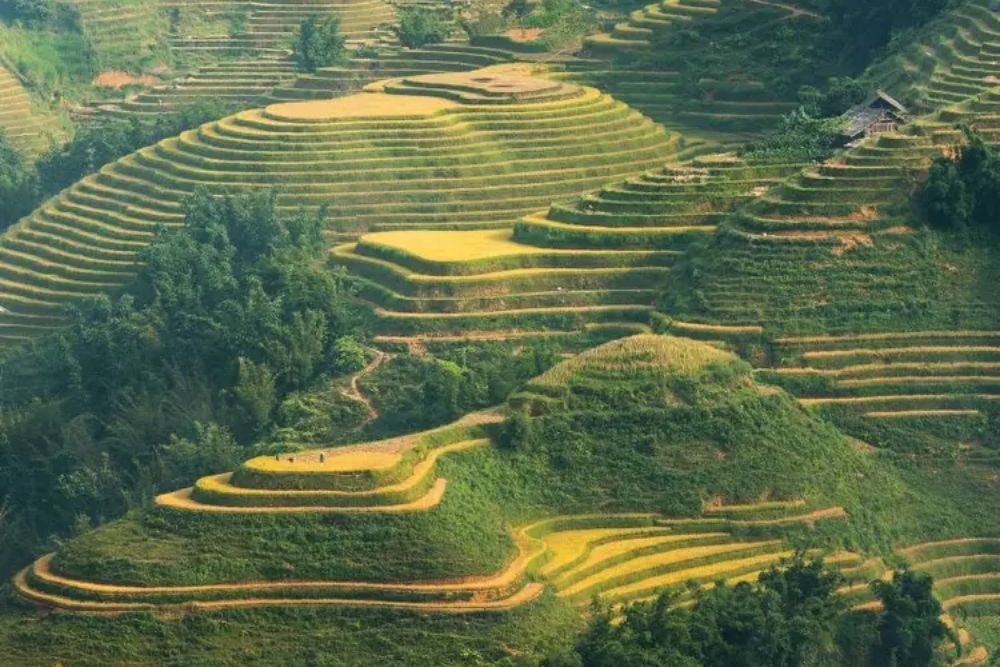 Bac-ha