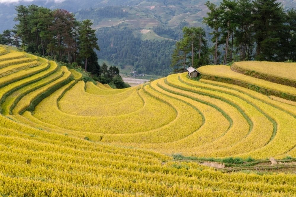 Mu-Cang-Chai-settembre-e-ottobre