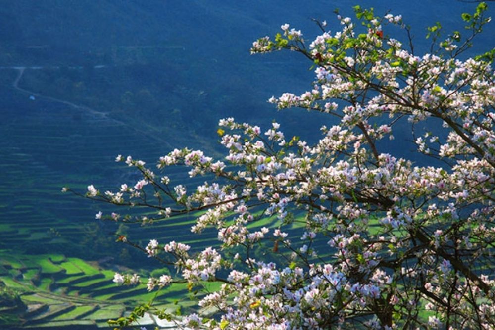 Pu-luong-ad-marzo