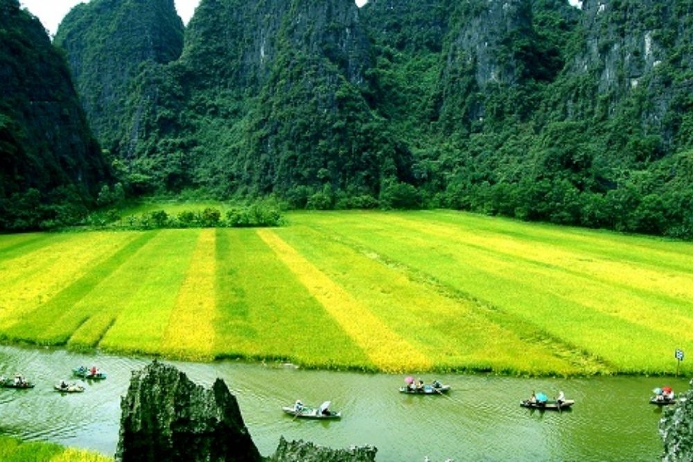 Risaie-in-Vietnam-da-maggio-a-giugno