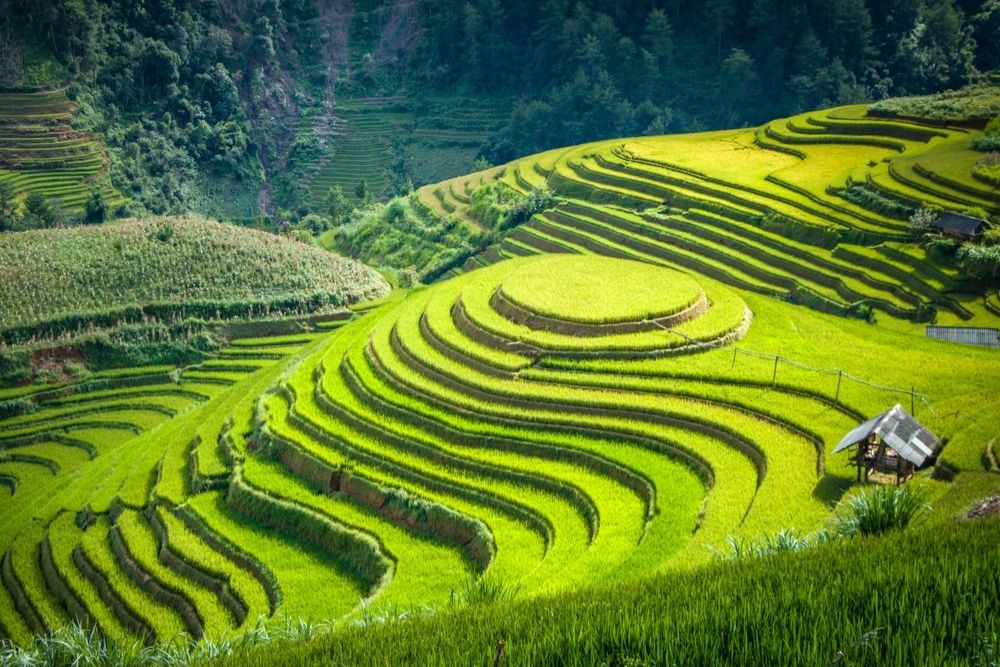 Sapa-estate