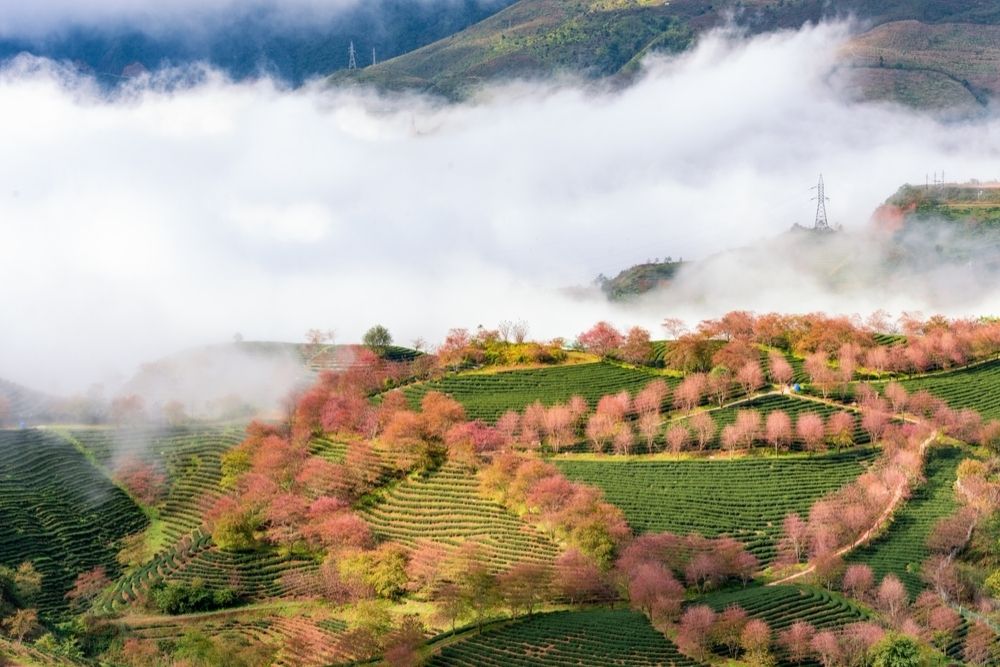 Sapa-primavera