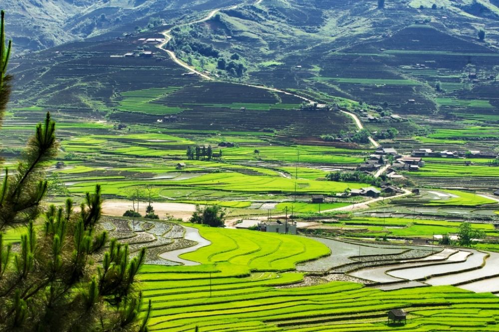 Tu-le-mu-cang-chai