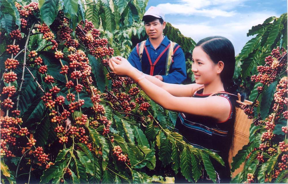 Perché il mondo impazzisce per il caffè vietnamita?