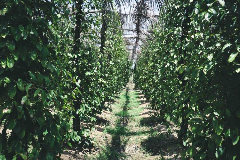 Cosa da visitare in Cambogia