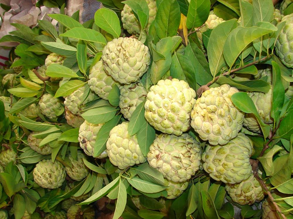 migliori frutti vietnamiti 