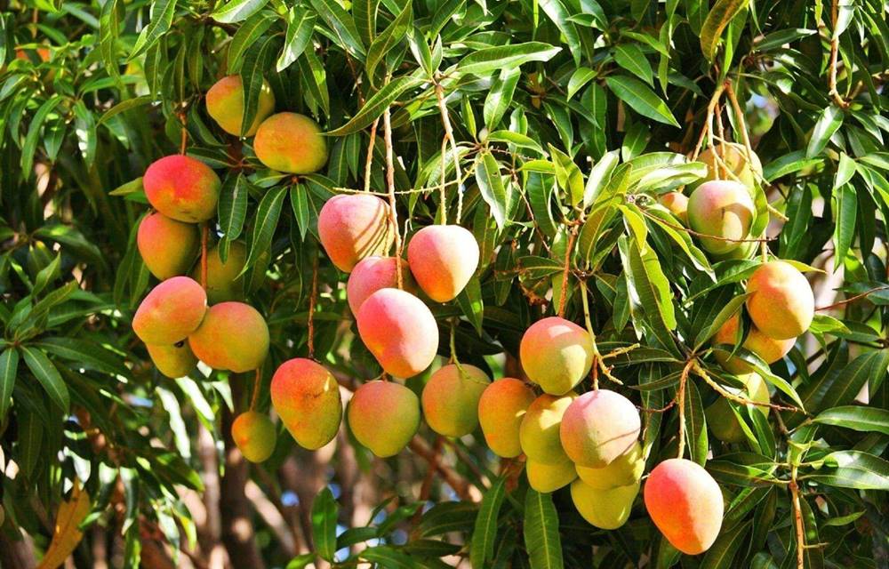  migliori frutti vietnamiti 