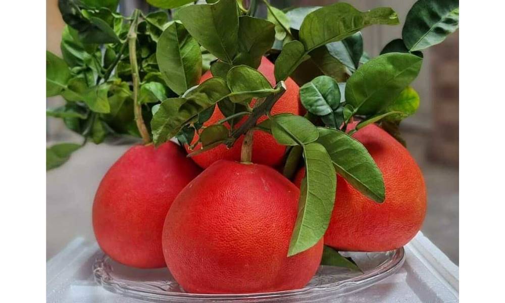  migliori frutti vietnamiti 