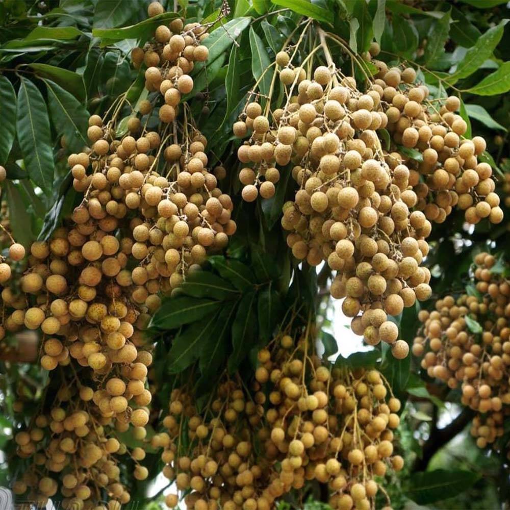  migliori frutti vietnamiti 