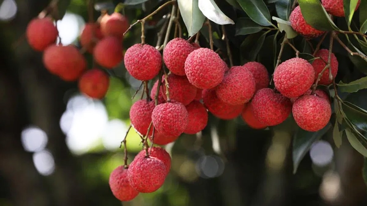 migliori frutti vietnam