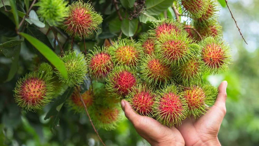  migliori frutti vietnamiti 