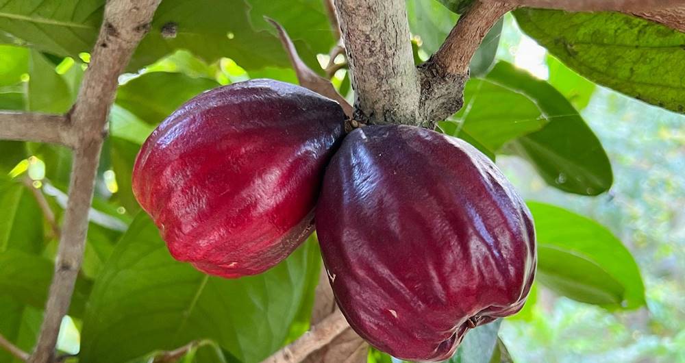 migliori frutti vietnamiti 