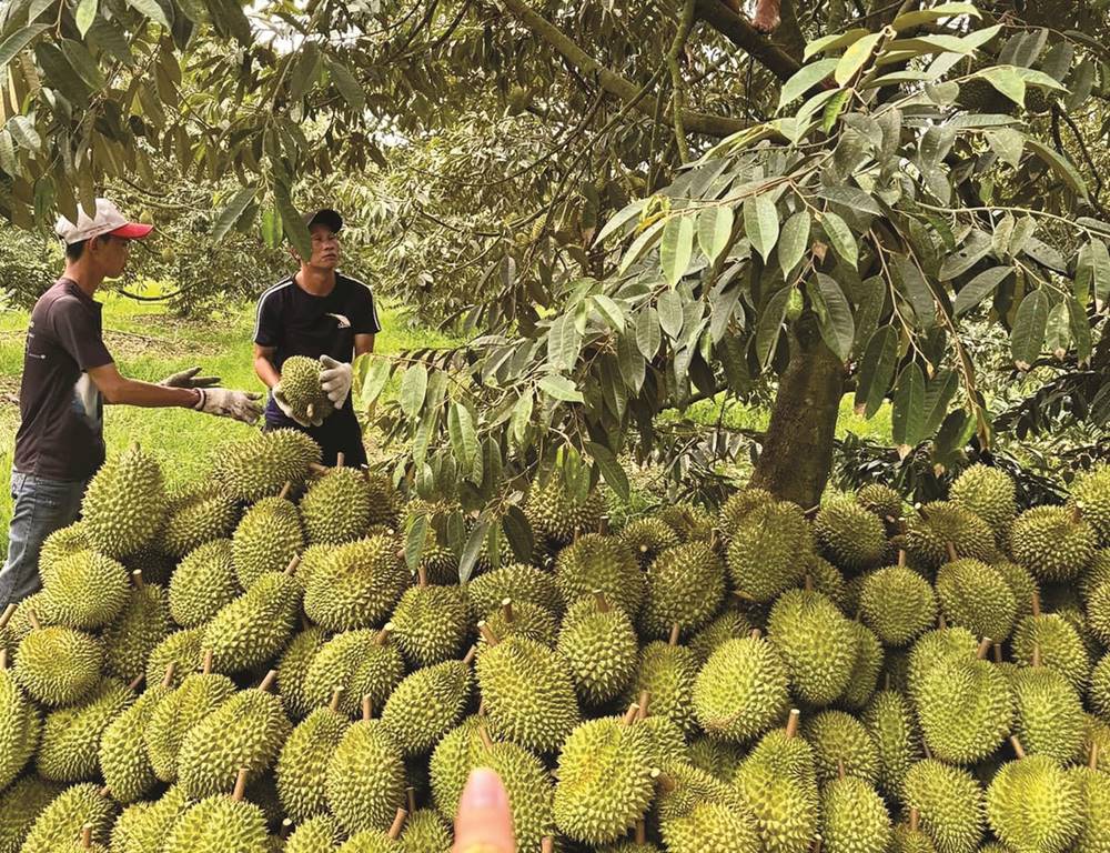 migliori frutti vietnamiti