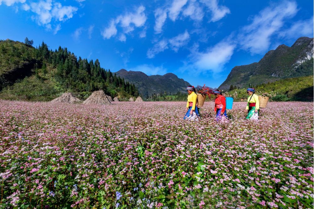 fiori Tam Giac Mac, inverno ad Ha Giang