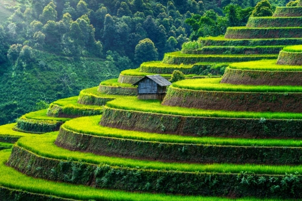 mu-cang-chai
