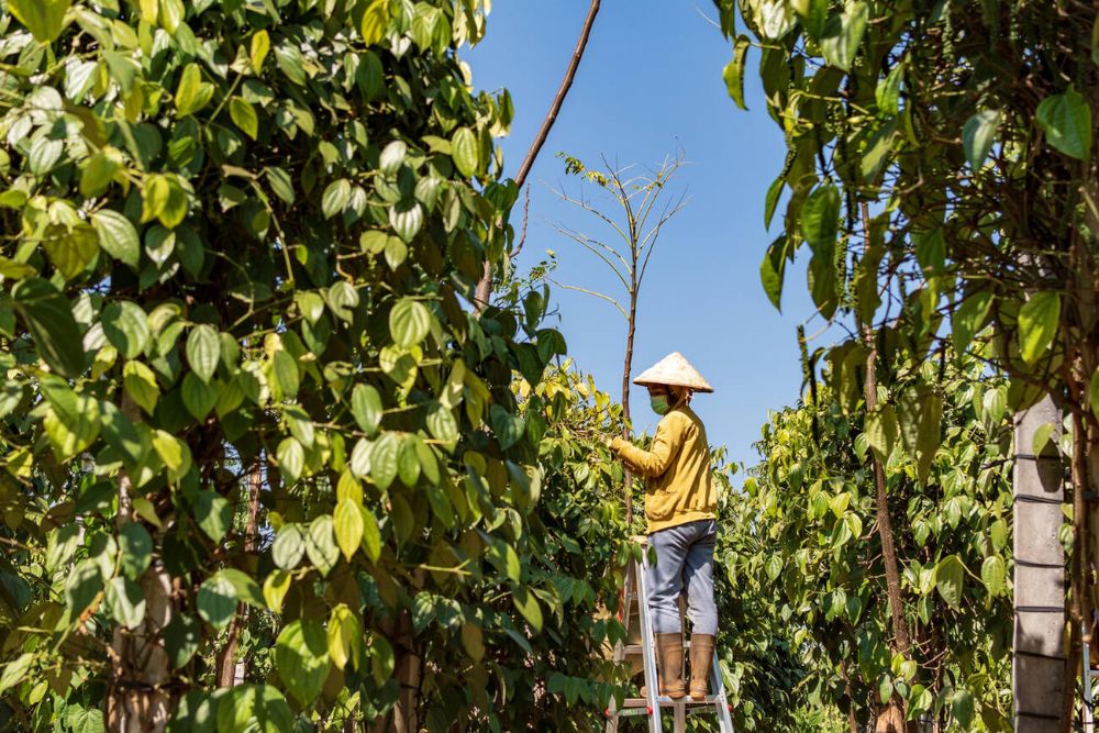 Altopiano del Bolaven Pakse