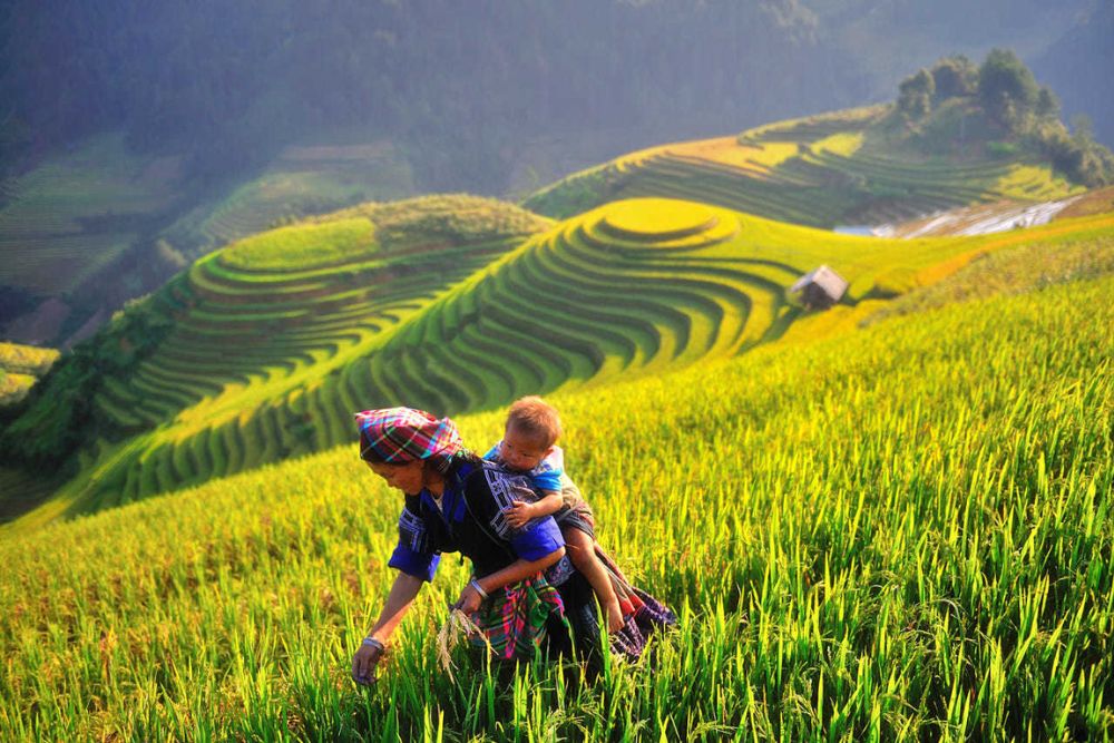 risie a Mu Cang Chai